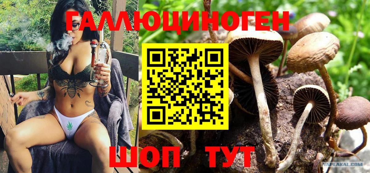 Псилоцибиновые грибы Psilocybine cubensis  купить закладку  Каменка  Псилоцибиновые грибы Magic Shrooms  Вход с VPN 